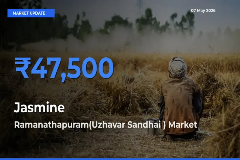 Market Watch: Ramanathapuram(Uzhavar Sandhai ) Becomes Top Mandi for Jasmine