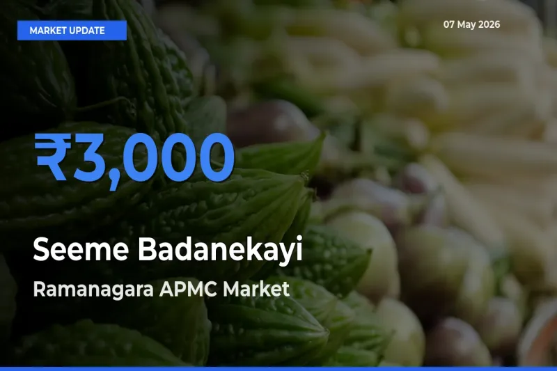 Ramanagara APMC Tops Seeme Badanekayi Rates – May 07 Market Update