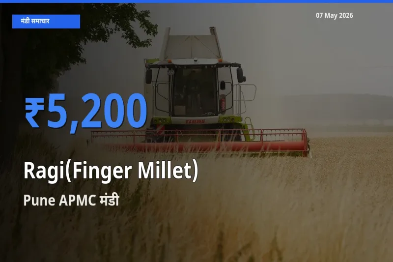 Pune APMC मंडी में आज रागी के सबसे ऊँचे दाम दर्ज