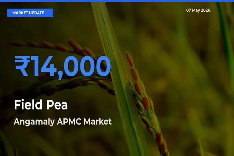 Angamaly APMC Emerges as Top Mandi for Field Pea Prices Today