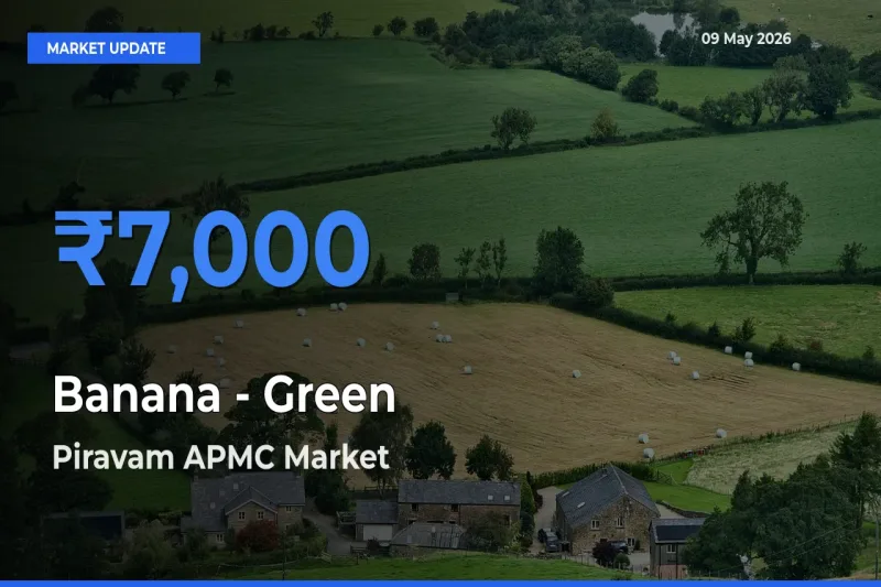 Top Performer! Piravam APMC Offers Best Banana - Green Price Today