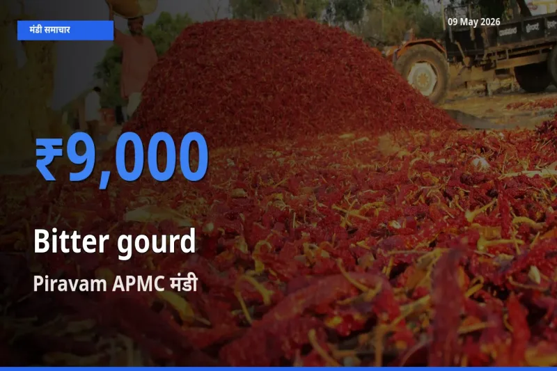 आज करेला के सबसे ऊँचे दाम ₹9,000 Piravam APMC मंडी में