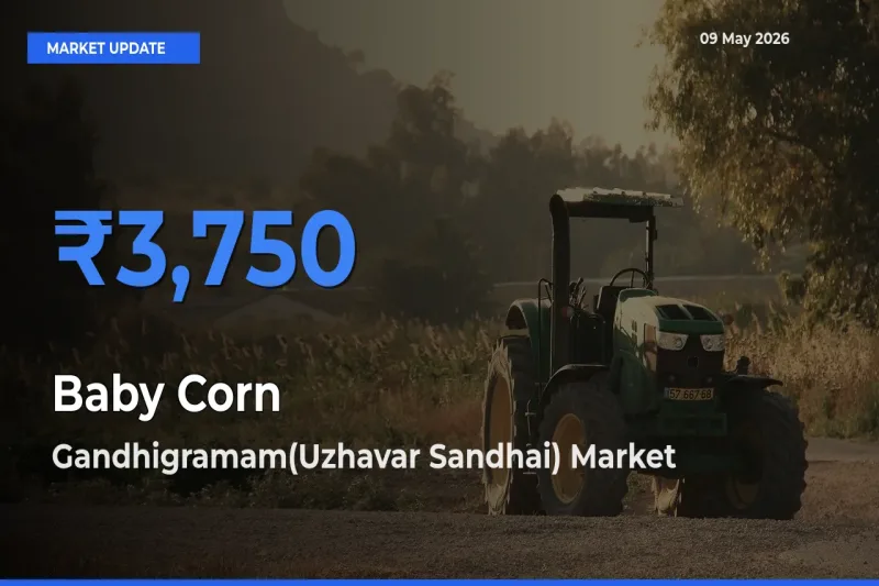 Farmers Prefer Gandhigramam(Uzhavar Sandhai) as Baby Corn Hits Highest Rate