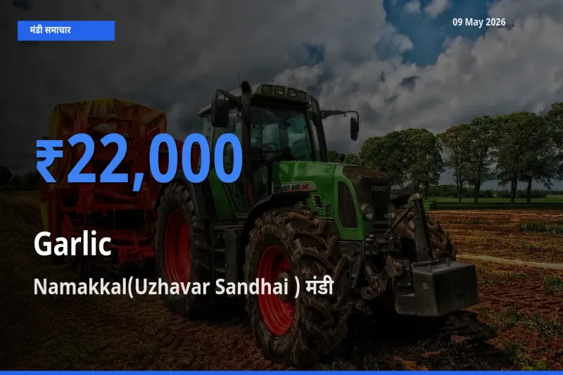 आज का मंडी भाव: लहसुन के सबसे ज़्यादा दाम Namakkal(Uzhavar Sandhai ) में