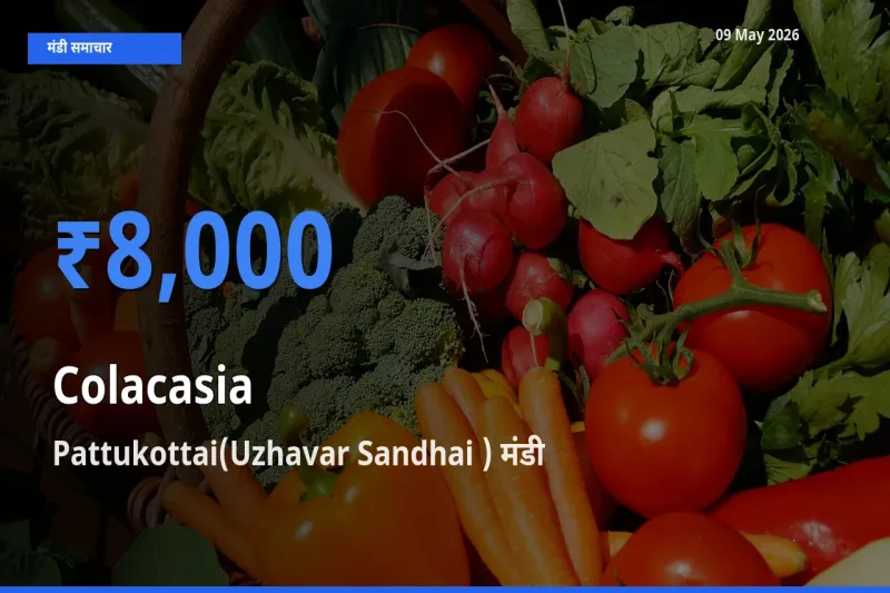 किसानों की पसंद बना Pattukottai(Uzhavar Sandhai ), अरबी के सबसे अच्छे दाम