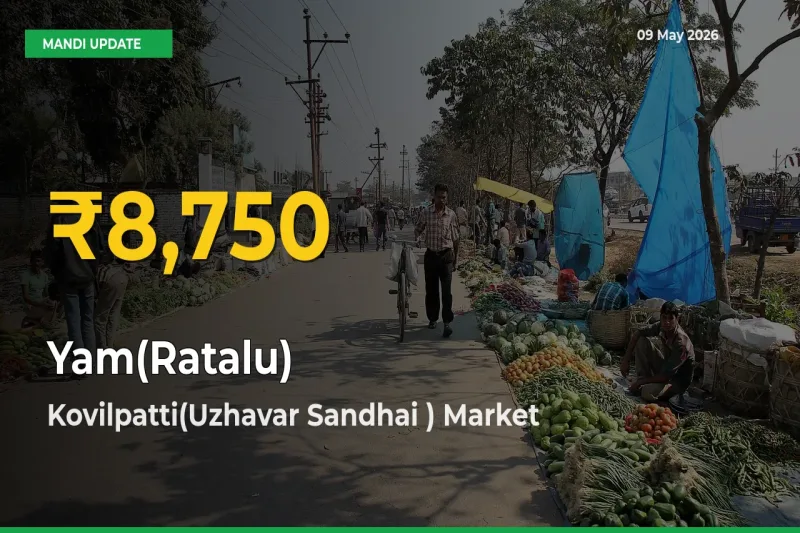 Why Yam(Ratalu) Prices Are Climbing in Kovilpatti(Uzhavar Sandhai ) – Today’s New High Explained