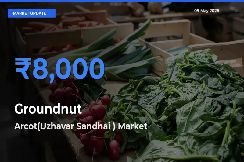 Market Watch: Arcot(Uzhavar Sandhai ) Becomes Top Mandi for Groundnut
