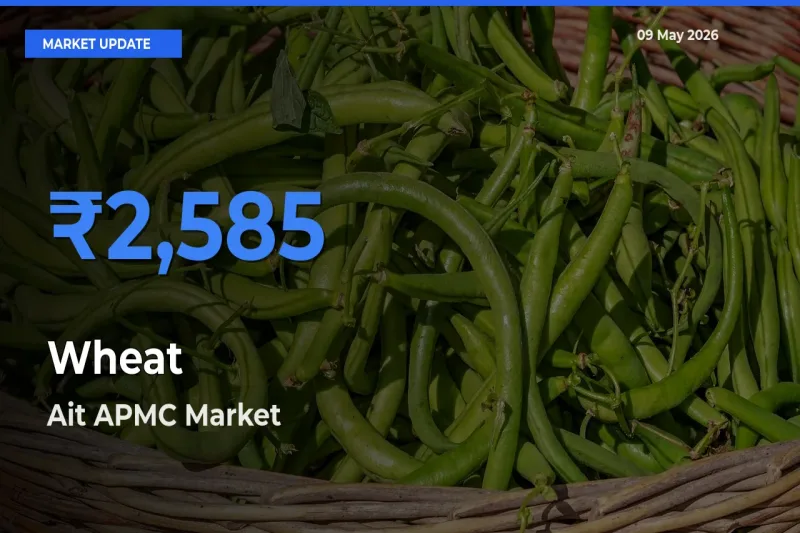 Farmers Prefer Ait APMC as Wheat Hits Highest Rate