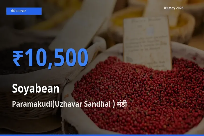 आज सोयाबीन के सबसे ज़्यादा दाम Paramakudi(Uzhavar Sandhai ) मंडी में दर्ज