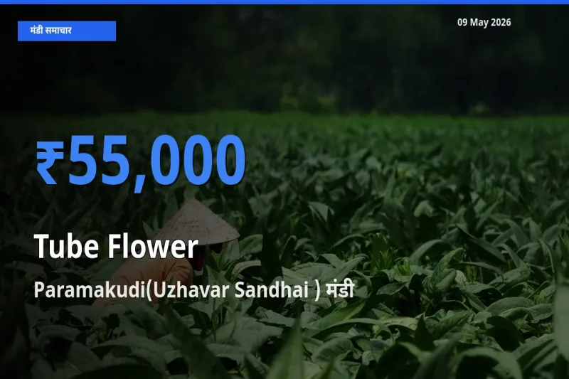 किसानों की पसंद बना Paramakudi(Uzhavar Sandhai ), रजनीगंधा के सबसे अच्छे दाम