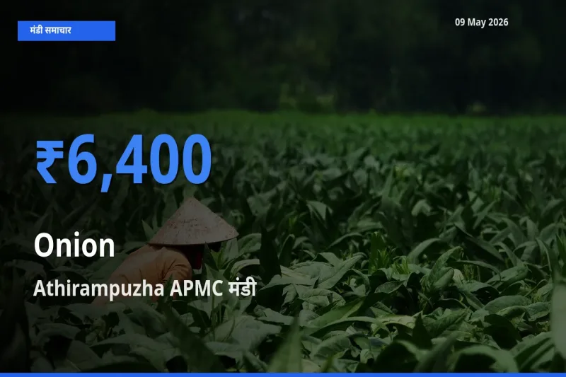 बाज़ार संकेत: Athirampuzha APMC बना प्याज के लिए आज की टॉप मंडी