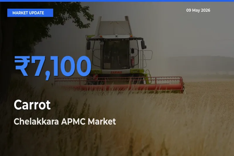 Chelakkara APMC Tops Carrot Mandi Rates Today