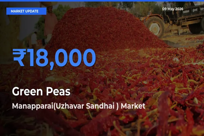 Manapparai(Uzhavar Sandhai ) Records Highest ₹18,000 Rate for Green Peas