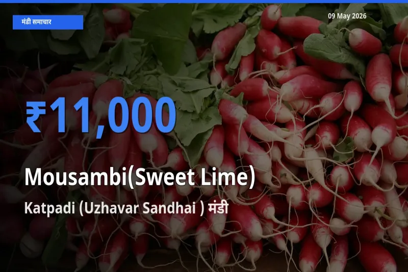 Katpadi (Uzhavar Sandhai ) मंडी में आज मौसंबी के सबसे ऊँचे दाम दर्ज