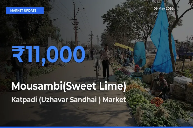 Top Performer! Katpadi (Uzhavar Sandhai ) Offers Best Mousambi(Sweet Lime) Price Today