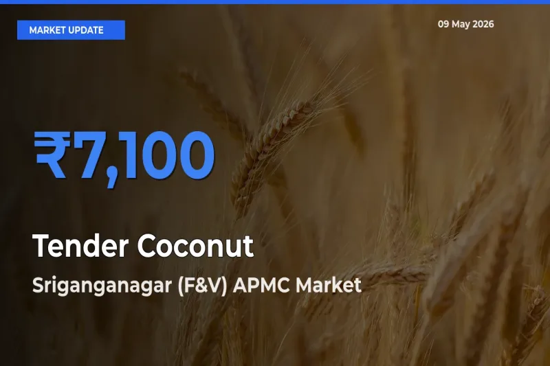 Sriganganagar (F&V) APMC Tops Tender Coconut Rates – May 09 Market Update