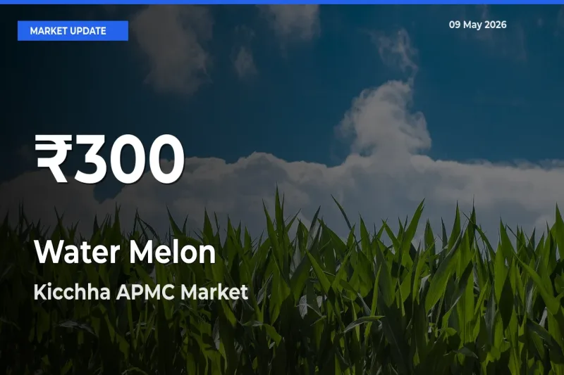 Sharp Fall! Water Melon Prices Drop to 30-Day Low in Kicchha APMC