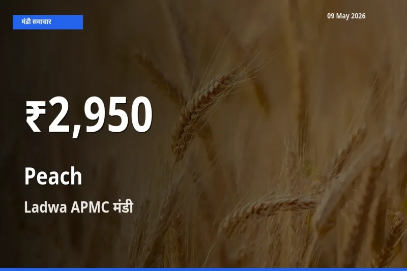 रिकॉर्ड गिरावट नहीं, लेकिन 30 दिन का न्यूनतम! Ladwa APMC में आड़ू के दाम फिसले