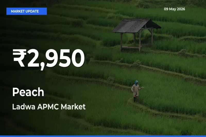 Why Peach Prices Slumped in Ladwa APMC – 30-Day Low Today