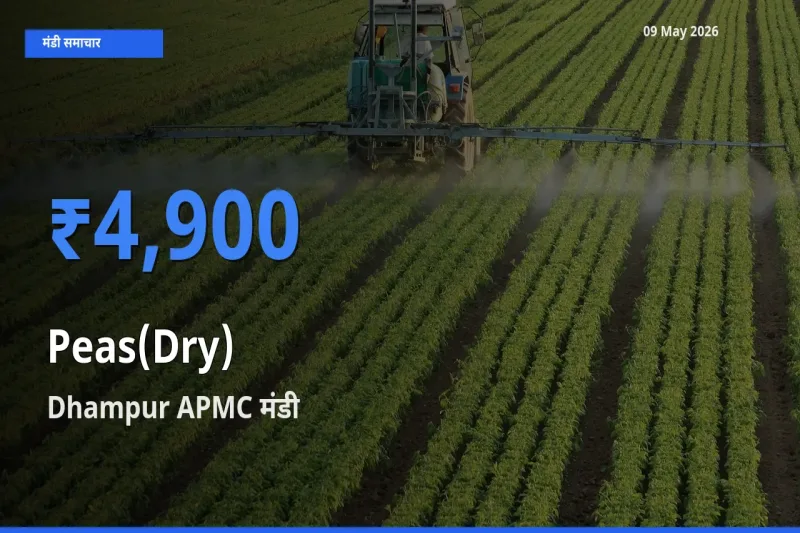 09 May अपडेट: सूखी मटर के सबसे ऊँचे दाम Dhampur APMC मंडी में