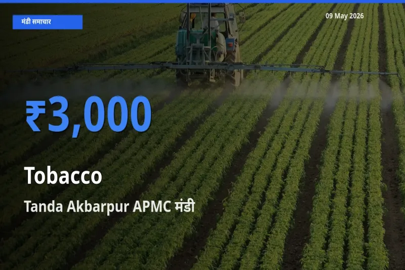 किसानों की पसंद बना Tanda Akbarpur APMC, तंबाकू के सबसे अच्छे दाम