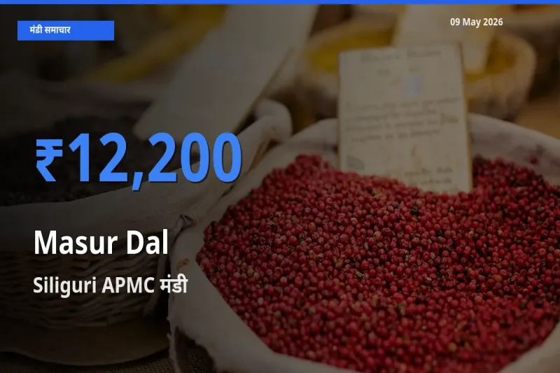 Siliguri APMC में मसूर दाल का आज सबसे ऊँचा भाव