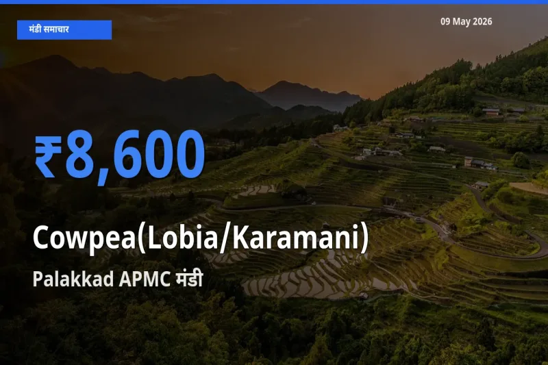 Palakkad APMC मंडी में लोबिया (करमानी) ₹8,600 पर पहुँचा – आज का सर्वोच्च भाव