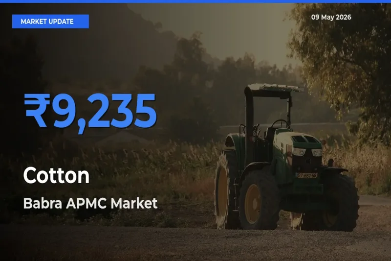 Babra APMC Emerges as Top Mandi for Cotton Prices Today
