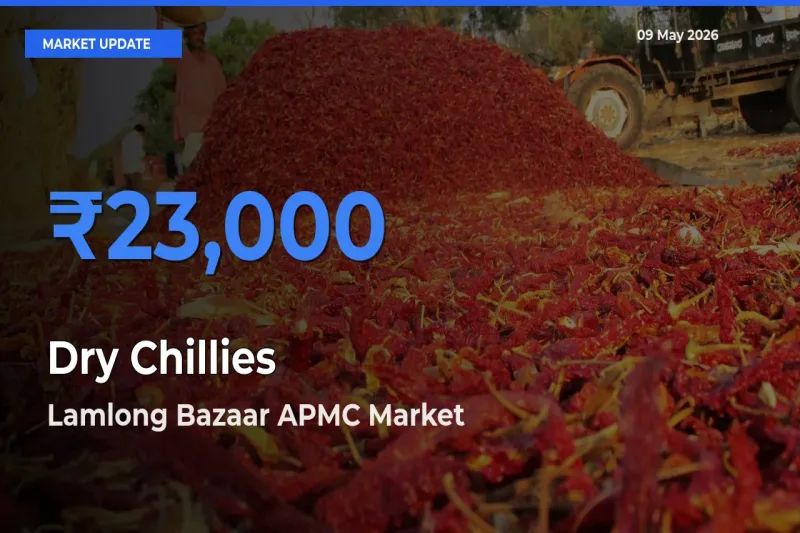 Lamlong Bazaar APMC Offers ₹23,000 – Highest Dry Chillies Rate Today