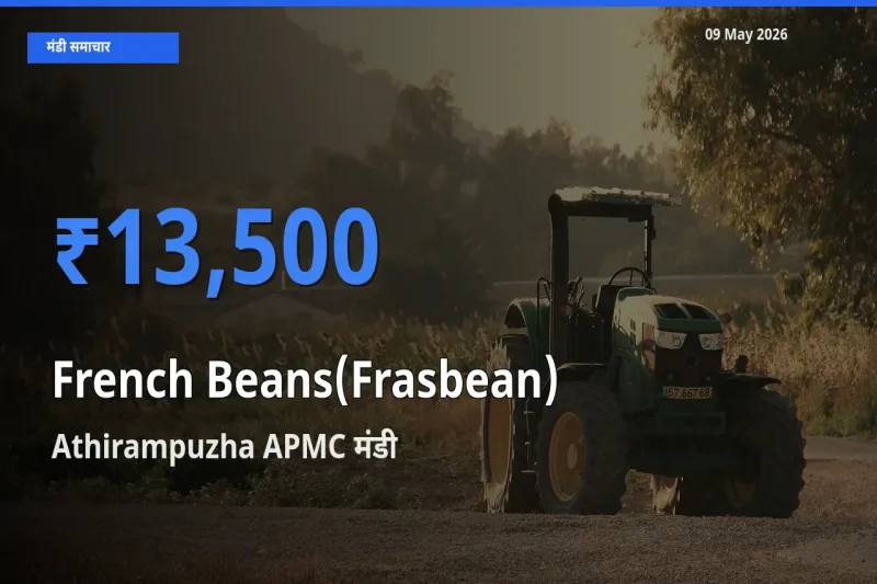 Athirampuzha APMC मंडी में आज फ़्रेंच बीन्स (फ़्रासबीन) के सबसे ऊँचे दाम दर्ज