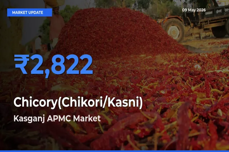 Kasganj APMC Tops Chicory(Chikori/Kasni) Rates – May 09 Market Update