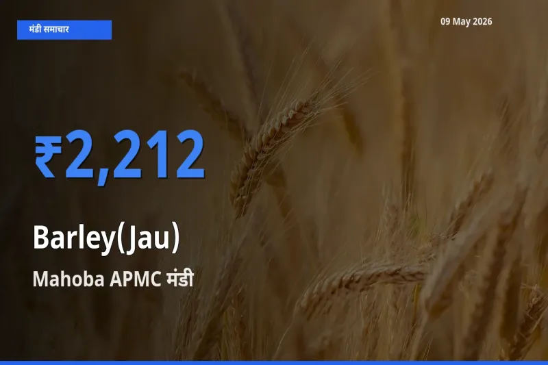 आज जौ के सबसे ऊँचे दाम ₹2,212 Mahoba APMC मंडी में
