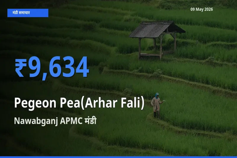 आज अरहर फली के सबसे ऊँचे दाम ₹9,634 Nawabganj APMC मंडी में