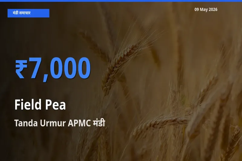 09 May अपडेट: मटर (साबुत) के सबसे ऊँचे दाम Tanda Urmur APMC मंडी में
