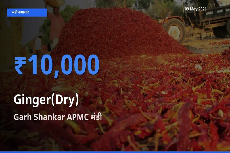 टॉप मंडी बना Garh Shankar APMC! अदरक (सूखा) के सबसे ऊँचे दाम यहीं दर्ज