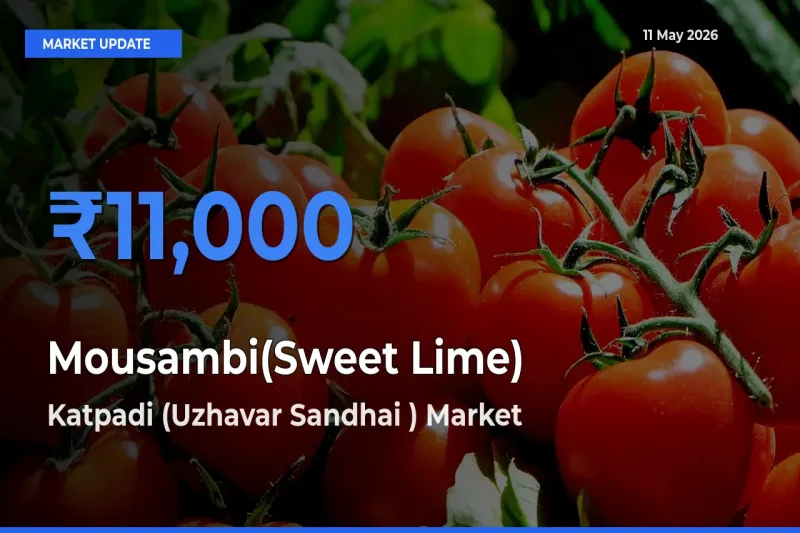 Katpadi (Uzhavar Sandhai ) Leads as Top Mandi for Mousambi(Sweet Lime) Prices