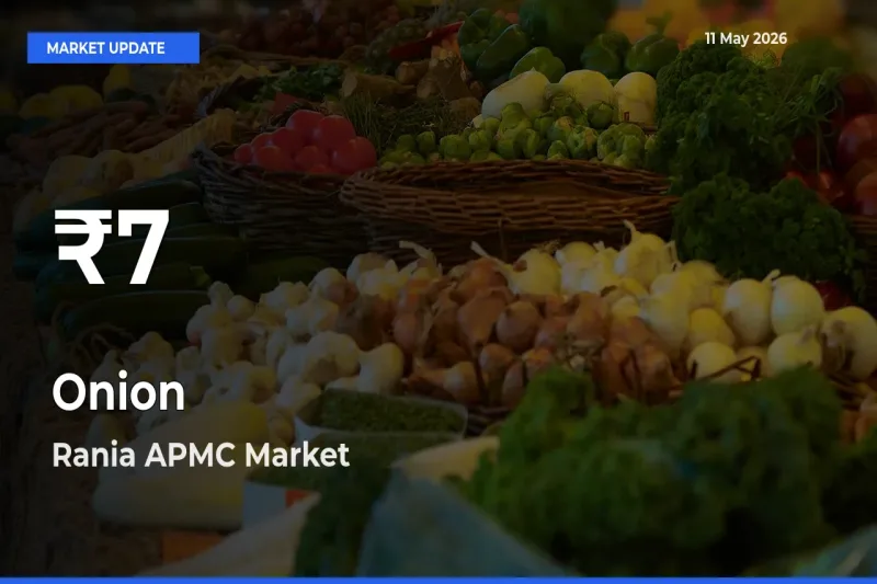 Onion Falls to ₹7 in Rania APMC – 30-Day Lowest Rate