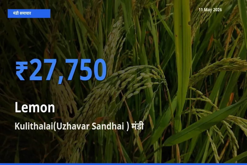 आज नींबू के सबसे ऊँचे दाम ₹27,750 Kulithalai(Uzhavar Sandhai ) मंडी में