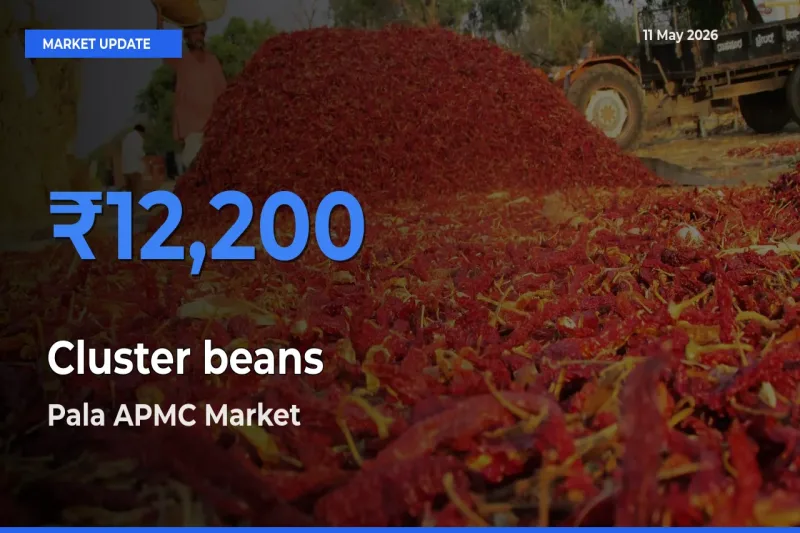 Pala APMC Tops Cluster beans Mandi Rates Today