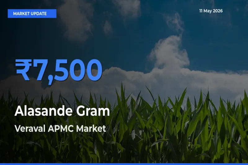 Veraval APMC Tops Alasande Gram Rates – May 11 Market Update