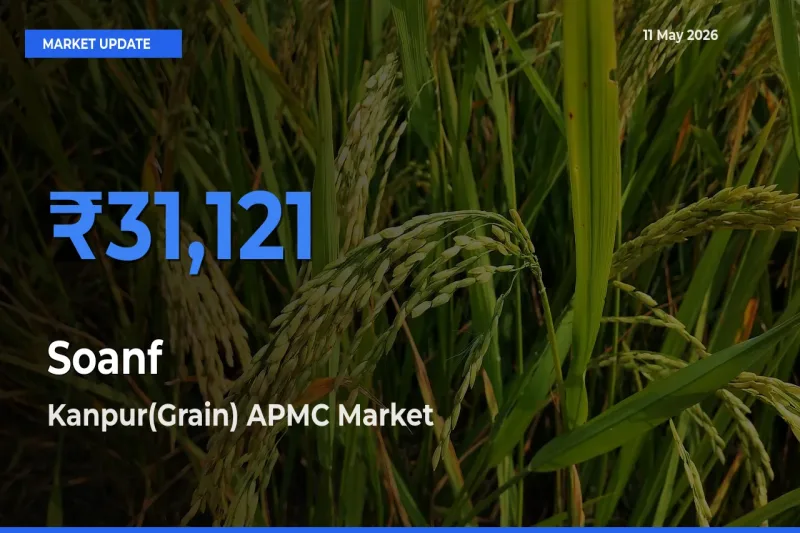 Farmers Prefer Kanpur(Grain) APMC as Soanf Hits Highest Rate