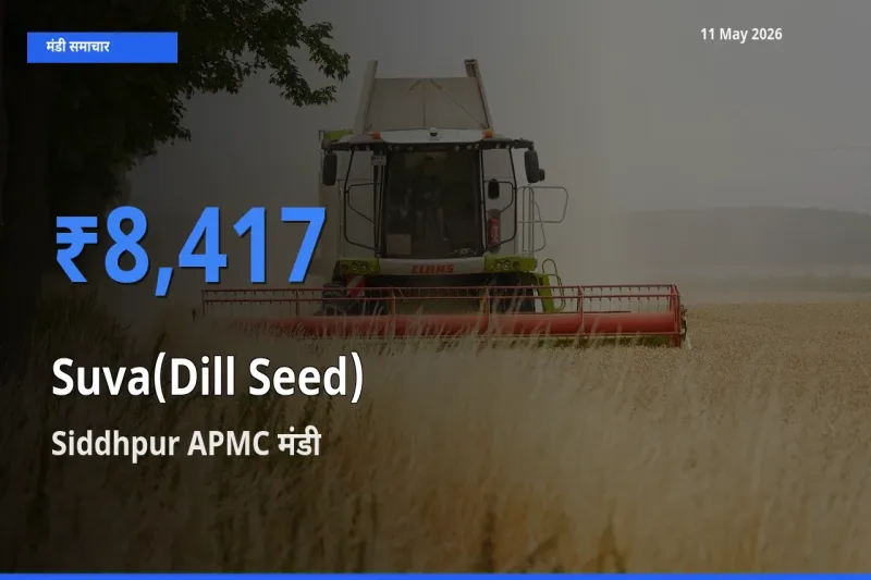 आज का मंडी भाव: सुवा (डिल सीड्स) के सबसे ज़्यादा दाम Siddhpur APMC में