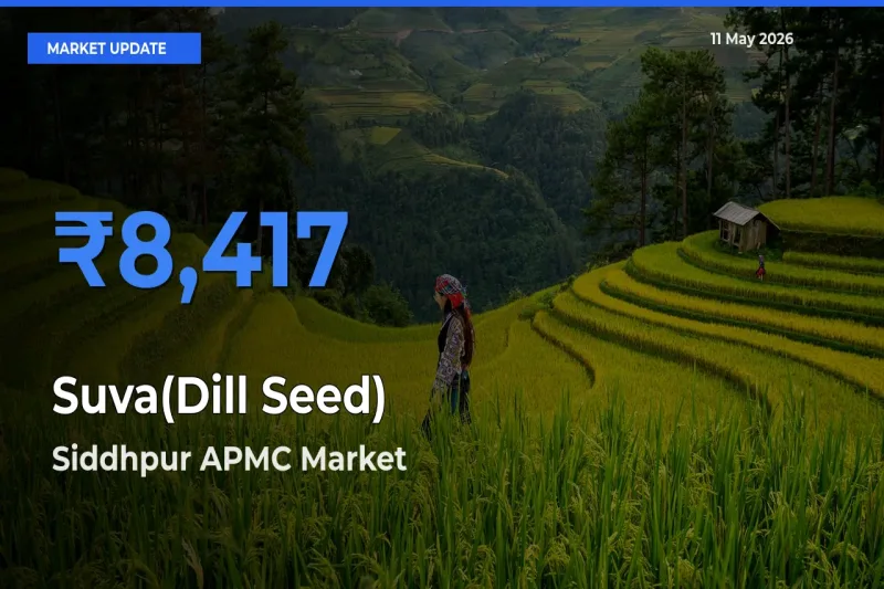 Farmers Prefer Siddhpur APMC as Suva(Dill Seed) Hits Highest Rate