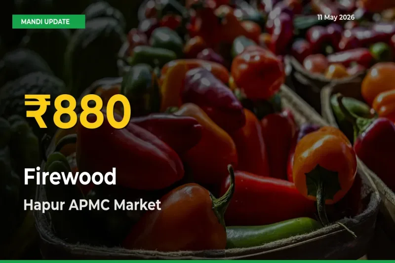 Firewood Prices Soar to Record High in Hapur APMC – Farmers Alert Today
