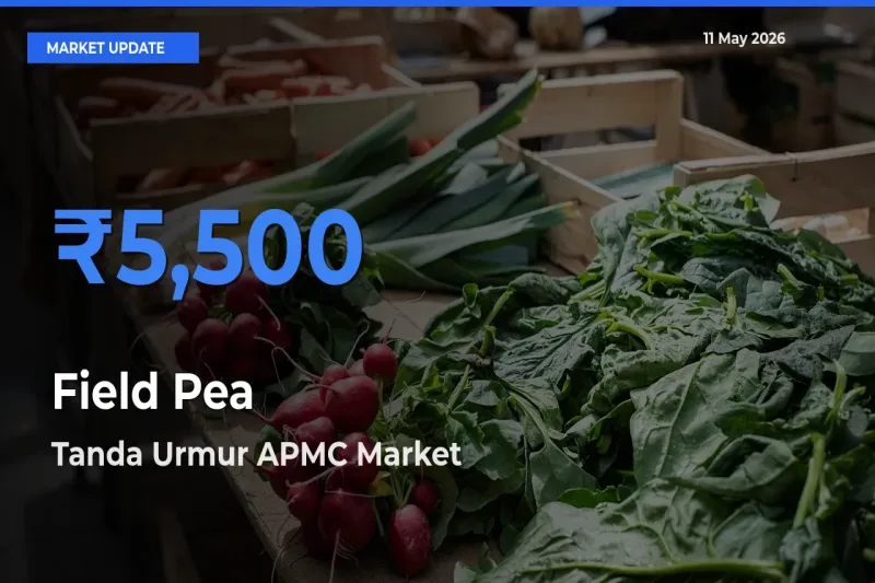 Top Performer! Tanda Urmur APMC Offers Best Field Pea Price Today
