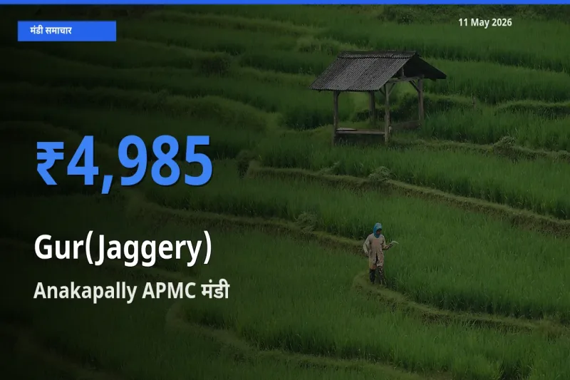 आज का मंडी भाव: गुड़ के सबसे ज़्यादा दाम Anakapally APMC में
