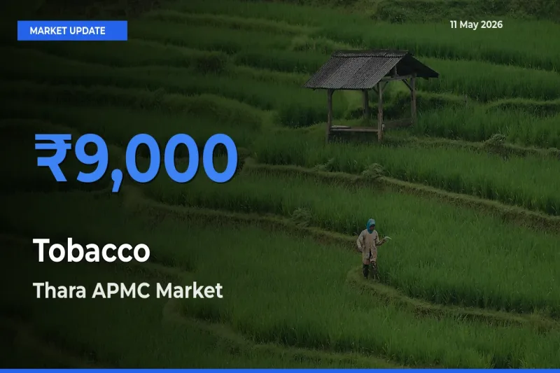 Market Watch: Thara APMC Becomes Top Mandi for Tobacco