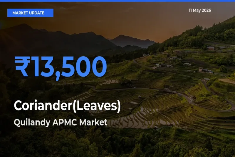 Quilandy APMC Leads as Top Mandi for Coriander(Leaves) Prices