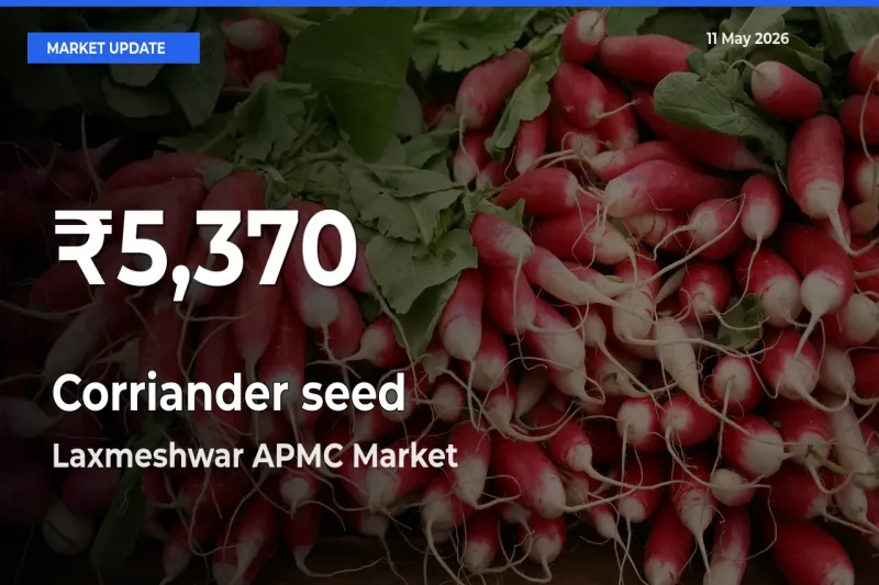 Corriander seed Mandi Rate Today: 30-Day Low Recorded in Laxmeshwar APMC