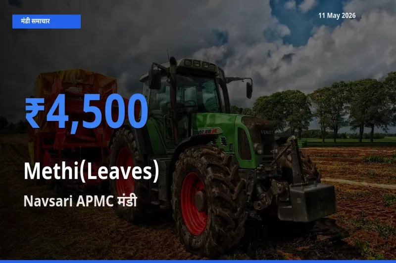 Navsari APMC में हरी मेथी का आज सबसे ऊँचा भाव